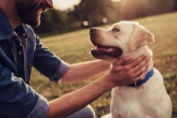 Can-People-Use-CBD-Oil-for-Dogs